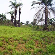 Countryside by Village